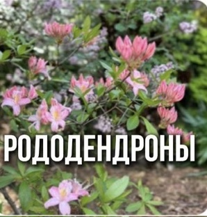 Рододендроны