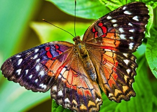 Фантастический сериал про Любовь, беззаботную Бабочку и её Милого Купидона.