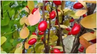 Барбарисы в саду