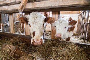 Сельское хозяйство