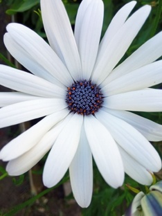 "Цветочное ассорти"