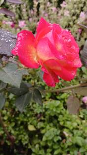 Мой прекрасный сад