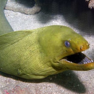 Мурены: тайны океанских змей с острыми зубами