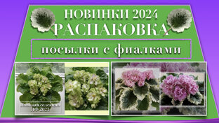 Обзор посылок с фиалками и товарами для цветоводства