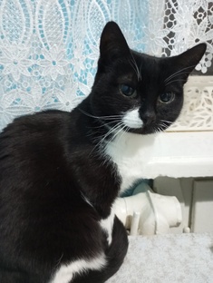 Животные ищут дом 🏡Россия