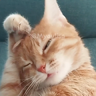 Телеграм-канал "Мяулиса 🧡"