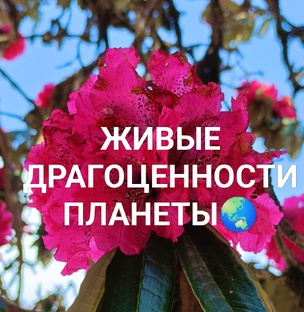 🌹Живые драгоценности Планеты🌏
