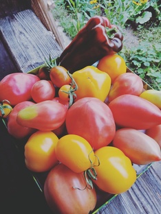 овощные культуры