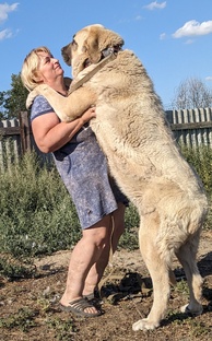 Про животных 