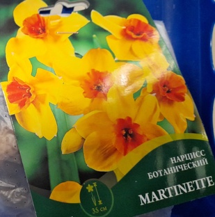 Растения из фикс прайса