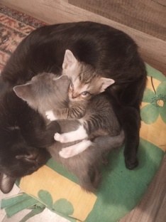 Домашние животные