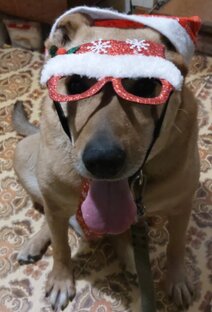 Праздники Мухтара 