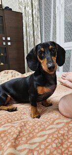 Такса по кличке "Храз"