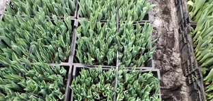 Галантус в Калуге. 