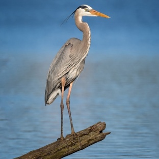Цапля: тайны охотницы болот и рек