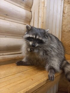 Разные зверушки