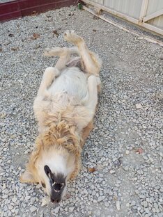 Наша любимая собака, это что то