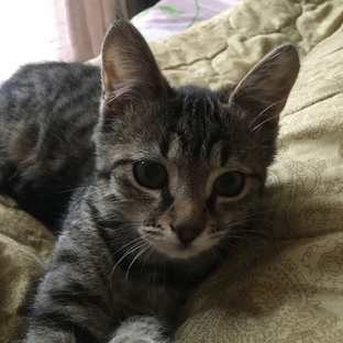 Бейонсе и МКБ