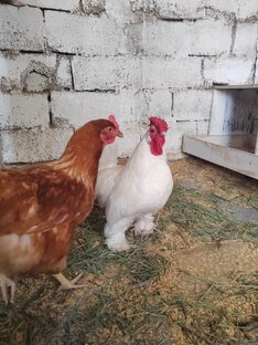 Куры несушки. 