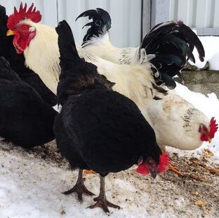 Курицы и птицы