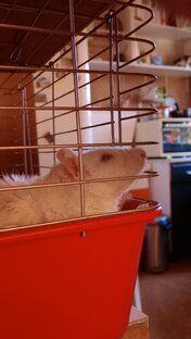 Наш семейный друг.