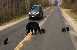 Факультет аналоговнетики .