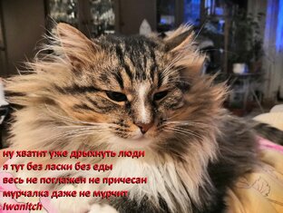 КОШКИ