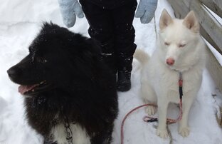 Наши четвероногие 