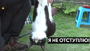 Милые и забавные...