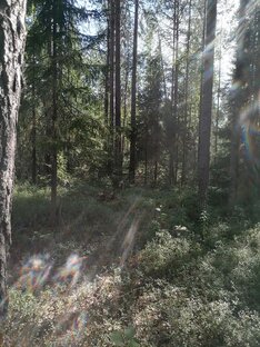 сатис фактори