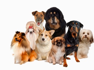 Породы собак