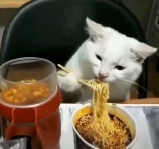 Коты