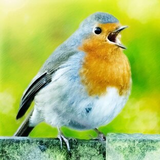 Пернатые и мохнатые 