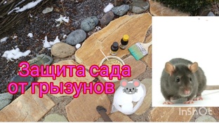 Сад без мышей🐭