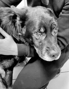 "Мост Радуги"