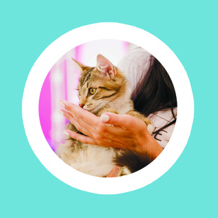 Вопросы о кошках