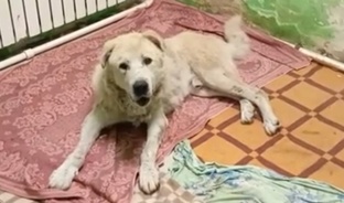 Миша Третий. 