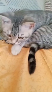 Когда я был маленьким котенком