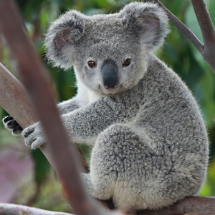 Коала: не только милый, но и удивительный зверь