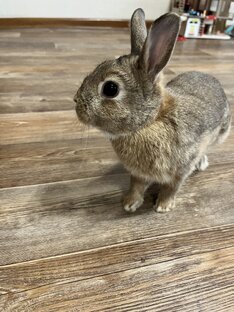 Наши питомцы 