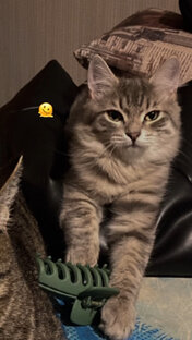 Коточеловеки