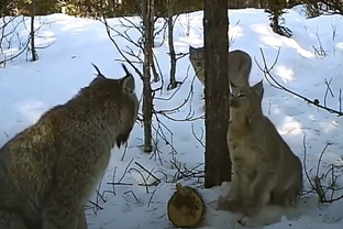 Кошки из Тик-Тока