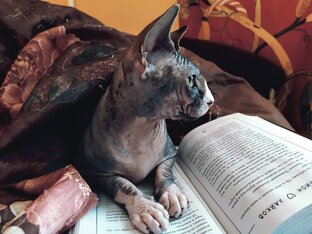 Мурмурные рассказы