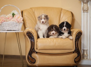 Свободные щеночки 🐶 