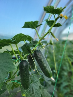 Сериал Огуречная миссия 🥒