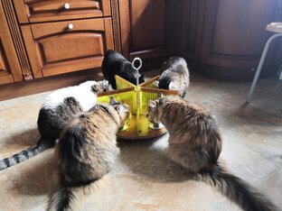 Мои кошарики