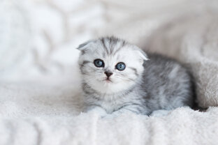 Для котят