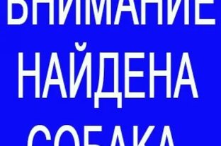 Найдена собака, хозяин отзовись!!! 