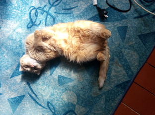 Братья наши меньшие 🥰