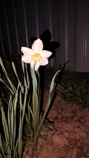 всё вырастет! 